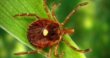 Lone star tick linked to Heartland virus in people now found in 6 states
