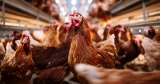 Human risk remains low, CDC says