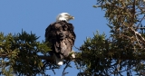 Bird flu spreads to 30 states, killing bald eagles and raising egg prices