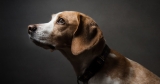 Are pets at risk of catching monkeypox from humans?