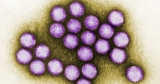 CDC finds no Covid link to severe liver illnesses in Alabama