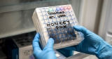 WHO warns of ‘real’ risk that monkeypox will become established outside Africa