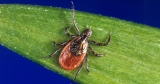 Connecticut woman dies of tick-borne Powassan virus