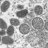 Combating monkeypox during COVID-19
