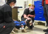 Therapy dogs bring comfort to Medical Center staff > United States Navy > News-Stories