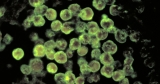 Brain-eating amoeba that infected swimmer in Iowa is increasingly found in northern states