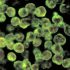 COVID-19: New Omicron subvariant detected in Canada