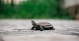 A salmonella outbreak linked to small turtles prompts warning from the CDC