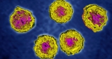 Polio vaccination rate for 2-year-olds is as low as 37% in parts of N.Y. county where paralysis case was found