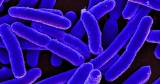 Multi-State E. Coli Outbreak Spreads To New York, Kentucky: CDC