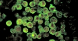Nevada boy dies from rare brain-eating amoeba he may have been exposed to at Lake Mead, officials say
