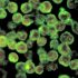 The U.S. COVID-19 County Policy Database: a novel resource to support pandemic-related research | BMC Public Health