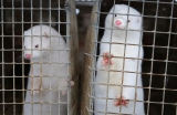 4 Michiganders were likely 1st U.S. mink-to-human COVID spillover cases