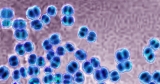 An Outbreak of Meningococcal Disease in Florida Is Growing, the C.D.C. Says