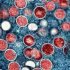 Scientists develop a peptide that targets lung tumors and delivers therapeutics inside cells