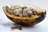 Best Healthy Chocolate Superfood Supplements & Cocoa Powders