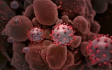 Testing cuts leave world ‘increasingly blind’ to COVID spread: WHO