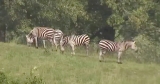 Zebras Are Still on the Run in Maryland, a Month Later