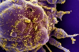 World Health Organization warns of ‘deltacron’ variant spreading in Europe