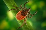 New Lyme disease vaccine enters phase 3 trial