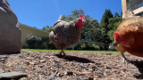 CDC says Salmonella outbreak linked to backyard chickens, ducks – WSBT-TV