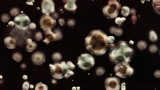 What are the health effects of mould, and how do you get rid of it?