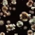 Lenawee County’s COVID-19 level rises, CDC says