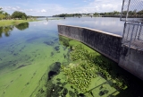 CDC issues algae bloom warning for outdoor roamers, pets