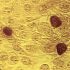 World Health Organization World Immunization Week 2022: Statement by Ready2Respond