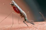 World Malaria Day 2022 Date Theme History Significance Of 25 April