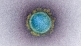 Researchers’ tests of lab-made version of Covid virus draw scrutiny