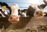 What are we doing about dairy emissions? | A New Shade of Green | Sherry Listgarten