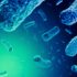 Why World Bank bats for One Health to combat pandemics