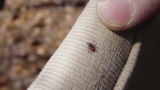 Steps to take to avoid tick bites during fall in Maine