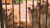 Rescue scrambles to bring dogs into the US before CDC ban takes effect – WKRC TV Cincinnati