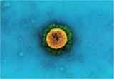 SARS-CoV-2 Iota variant increases mortality risk among older adults