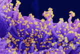 Unraveling the Mysterious Mutations That Make Delta the Most Transmissible Covid Virus Yet