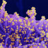 First COVID-19 death in U.S. occurred in early January 2020: CDC