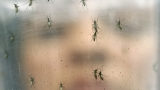Facts about West Nile virus from CDC – Idaho News