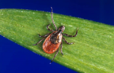 Tick bite trips to ER nearly triple during warm October weather