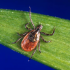 Coronavirus live updates: FDA finds that Moderna’s booster dose enhances virus-fighting antibodies