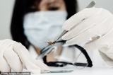 Insect-borne viruses like Zika and Dengue could be the cause of the next pandemic, WHO warns 