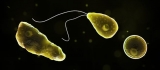 Missouri resident infected with brain-eating amoeba from Iowa lake