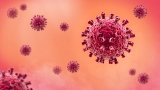 World Health Organisation says COVID cases are levelling off globally