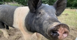 CDC releases more information on West Virginia swine flu cases – WV News