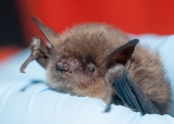 Rabid bat found in Palo Alto Baylands | News