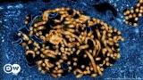 WHO recommends new Ebola treatments | News | DW