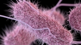 CDC: Salmonella sickens people in 35 states, including N.Y. | Local News