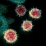 CDC predicts another COVID-19 surge on the way to Minnesota | News