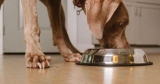 Can Viagra help treat an eating disorder in dogs? Plus, the new leading cause of trauma death, and more health news | Health